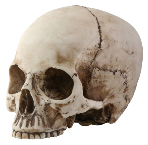 Skull Head with No Jaw - Click Image to Close