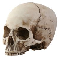 Skull Head with No Jaw