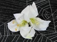 Hairy Scary Double White Lily Double Flower Hair Clip