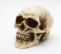 Small Skull Small Skull