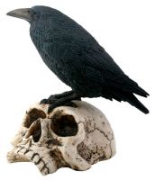 Black Raven on Skull
