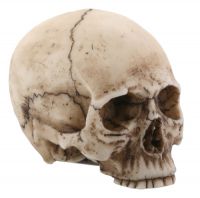 Small Skull Head